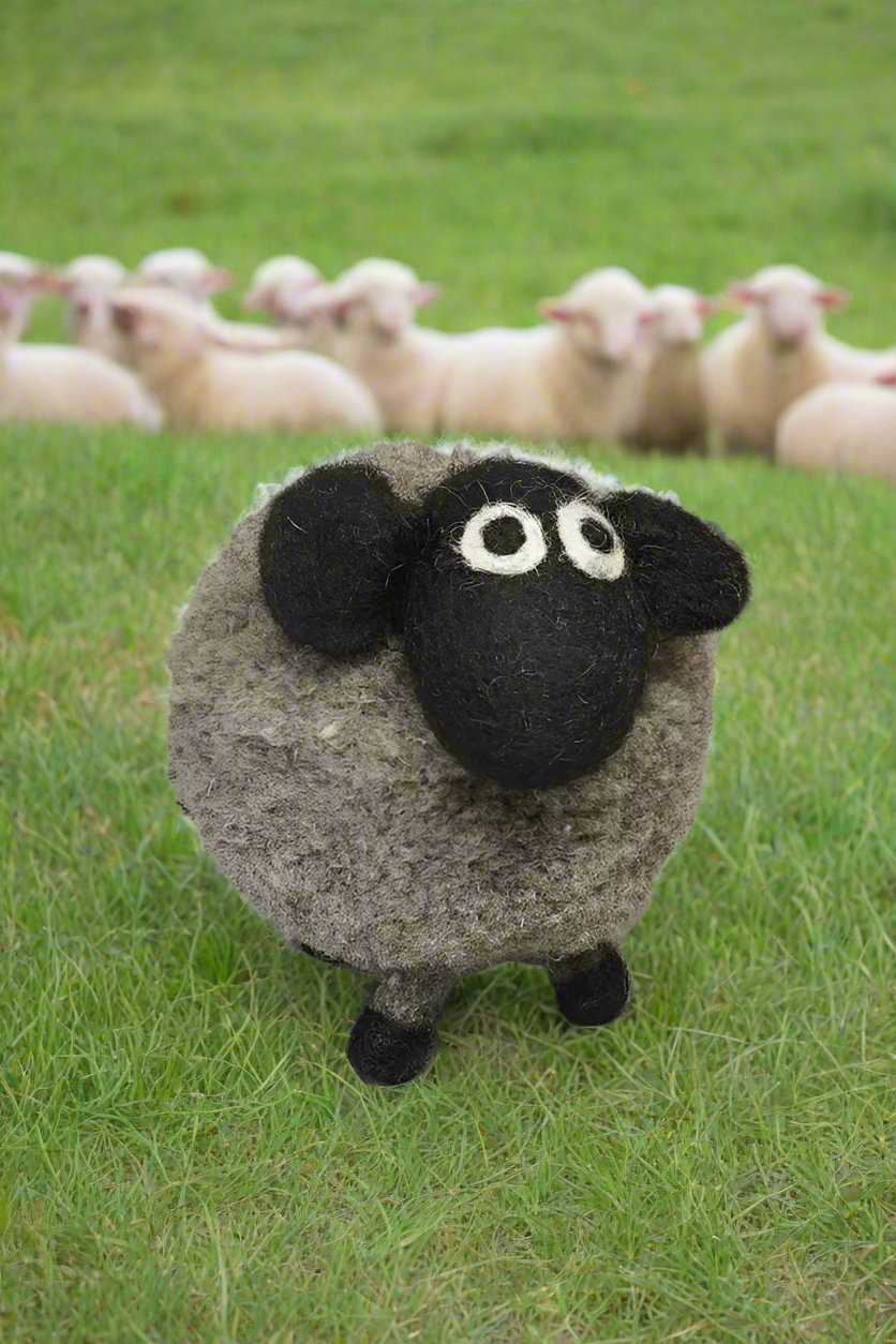 Pachamama Dereck the domestic Sheep