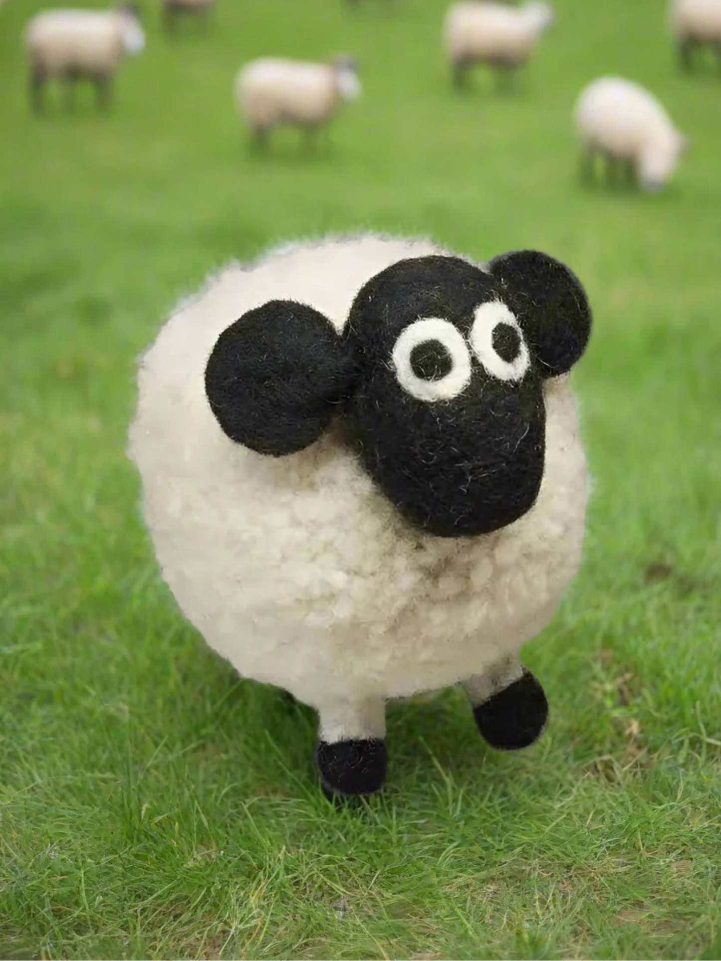 Pachamama Diane the domestic Sheep