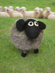 Pachamama Dereck the domestic Sheep